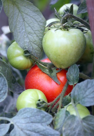 red and green tomatoes still on the plantの写真素材