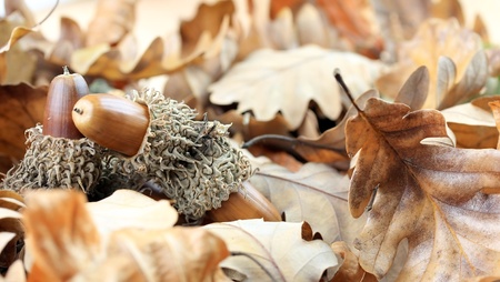 natural background of acorns and oak tree leaves
