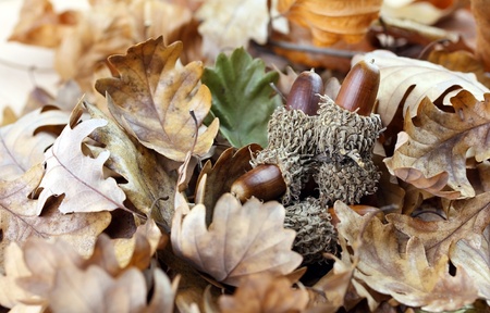 natural background of acorns and oak tree leavesの写真素材
