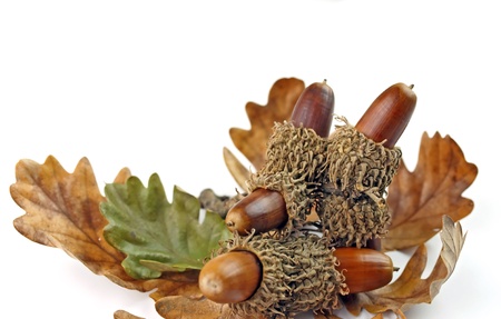 natural background of acorns and oak tree leaves on white backgroundの写真素材
