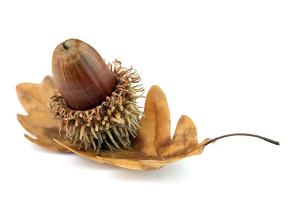 acorn and oak tree leaf on white backgroundの写真素材