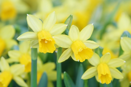 yellow daffodils in the spring  Shallow depth of field--selective focus on foregroundの写真素材