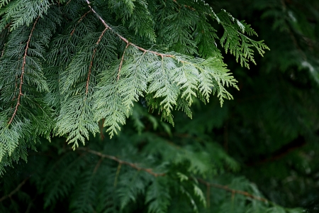 natural background, selective focus on fir tree branchの写真素材