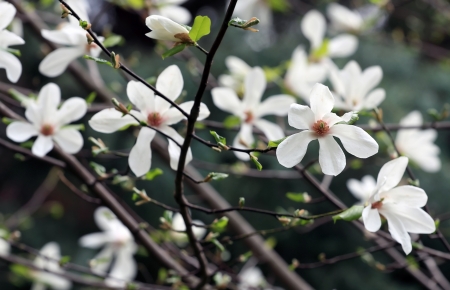 Magnolia flowers on tree branchの写真素材