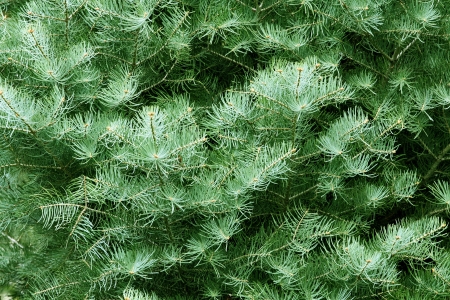 fir tree background in green toneの写真素材