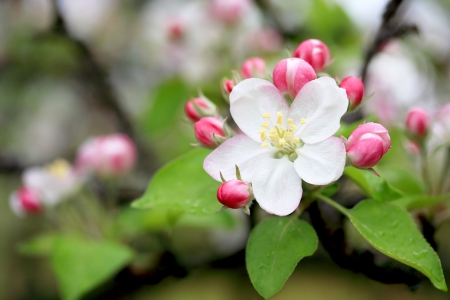a bunch of apple blossomsの写真素材