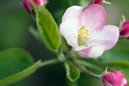 a bunch of apple blossomsの写真素材