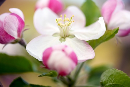 soft focused apple blossom, censtral point focus on stamen,  の写真素材
