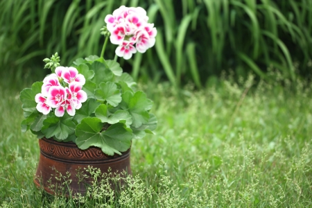Potted Plant of Geranium on green backgroundの写真素材