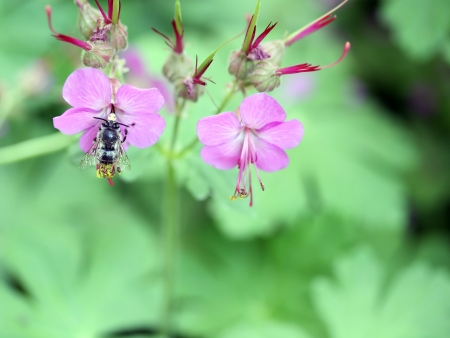 macro of honey bee on geranium flowerの写真素材