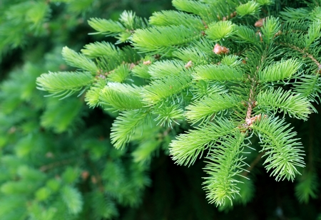new fir branch in spring forest, green toneの写真素材