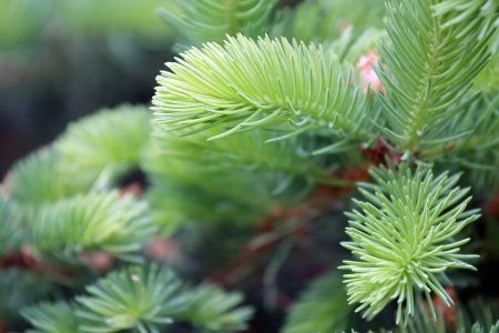 new fir branch in spring forest, green backgroungの写真素材