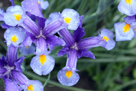 Purple-blue Siberian Iris in natural light with shallow depth of fieldの写真素材