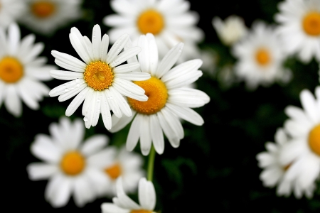 white daisies covered with rain-drops on dark backgroundの写真素材
