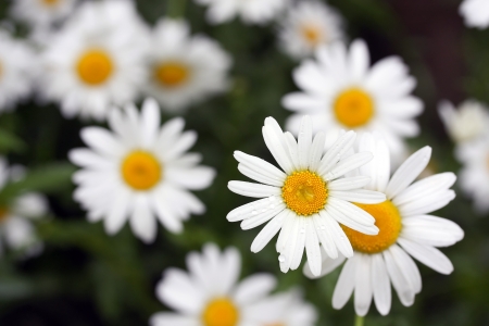 white daisies covered with rain-drops on dark backgroundの写真素材