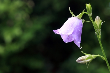 Blue Campanula on green background, fokus on rain-dropsの写真素材