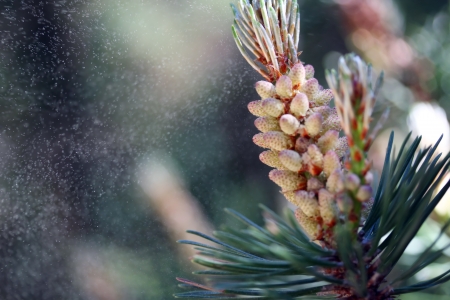 pollen from the pistillate cone of pine treeの写真素材