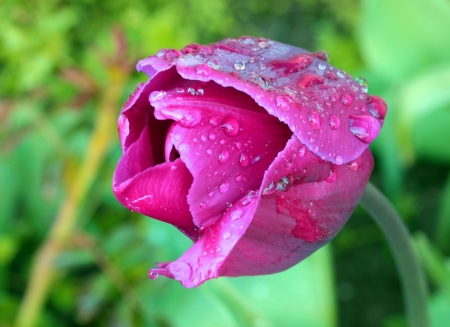 purple tulip with dew drops の写真素材