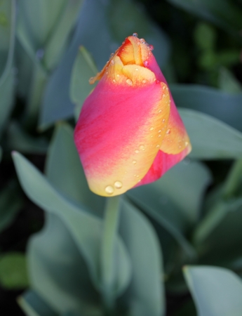 single tupip, gradation coloursの写真素材