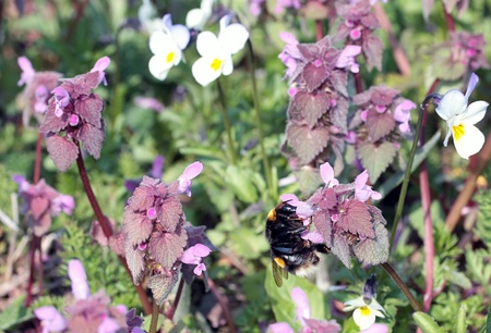 wild bee macroの写真素材