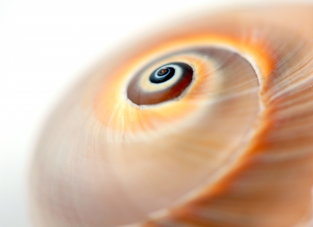 Empty snail shell