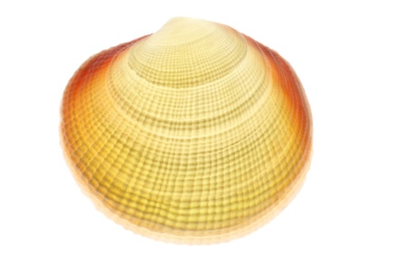 shell isolated on white background
