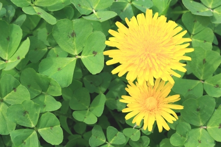 two Dandelions in Clover field