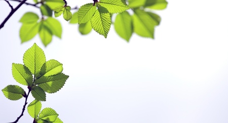young fresh spring beech tree leaves