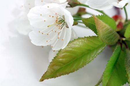 white cherry blossom on white background, selective focusの写真素材