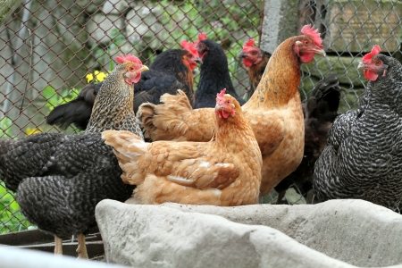 Group of Outdoor Raised Organic hensの写真素材