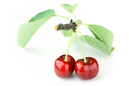 macro stusio shot of cherry fruitの写真素材