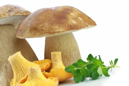 Porcini and Chanterelle Mushroom isolated on white backgroundの写真素材