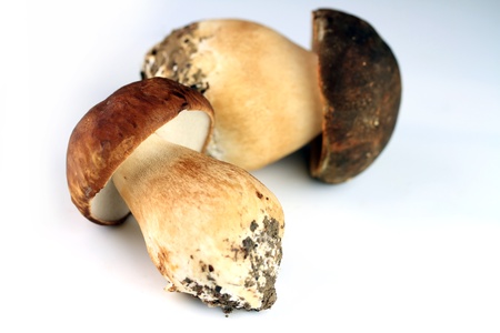 Two porcini mushrooms on white background, blue tone cornerの写真素材