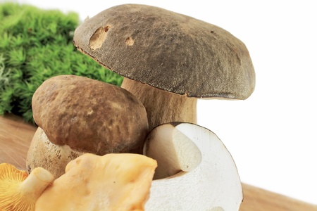 Porcini and Chanterelle Mushroom isolated on white backgroundの写真素材