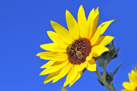 macro of sunflowers on blue sky, selective focus の写真素材
