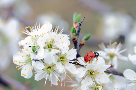 red ladybug on white spring flowerの写真素材