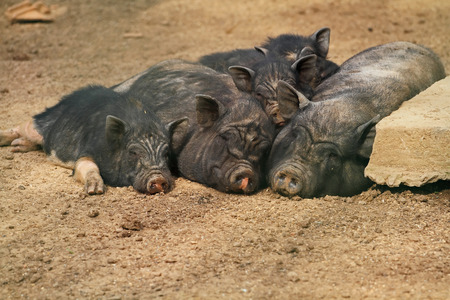 cute pig family relaxing during hot sunny dayの写真素材