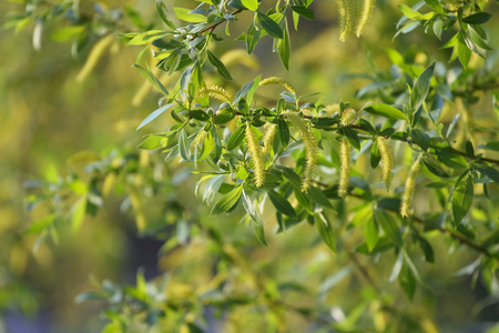 Willow Branch on blurred focus backgroundの写真素材
