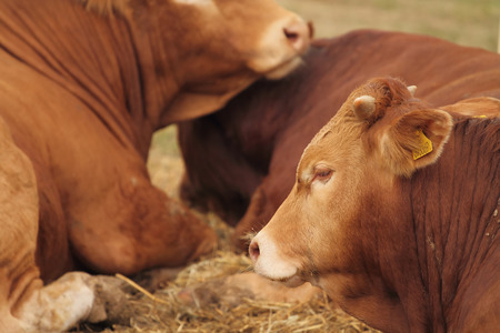 red cow in a straw fieldの写真素材