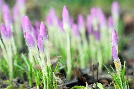 Crocus with water drops - shallow depth of fieldの写真素材