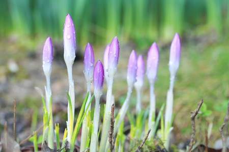 Crocus with water drops - shallow depth of fieldの写真素材