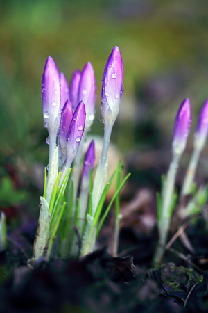 Crocus with water drops - shallow depth of fieldの写真素材