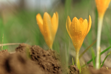 Crocus with water drops - shallow depth of fieldの写真素材
