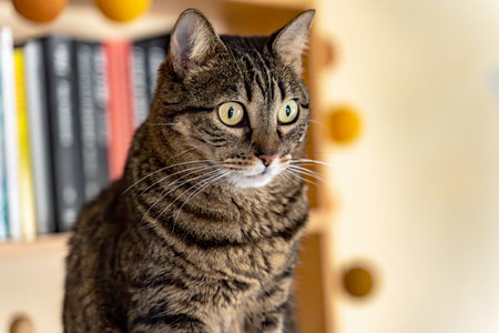 Close-up of a tabby cat with captivating eyes, sharply focused and attentive in a room with a bookshelf backdropの写真素材