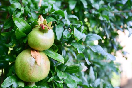 Unripe green pomegranate fruit on tree.の写真素材