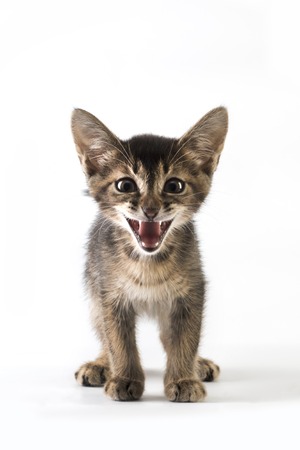 Abyssinian kitten smiling on white backgroundの写真素材