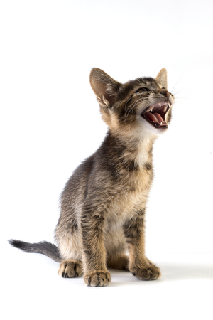 Kitten Abyssinian on white backgroundの写真素材