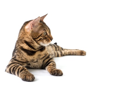 Bengal cat lies and looks away on a white backgroundの写真素材