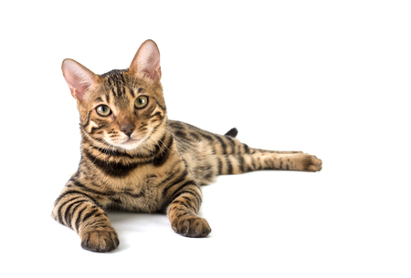 Bengal cat lies on a white backgroundの写真素材