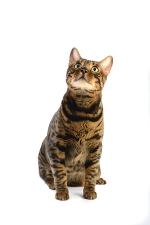 Bengal cat on a white backgroundの写真素材